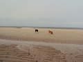 sylt (31)